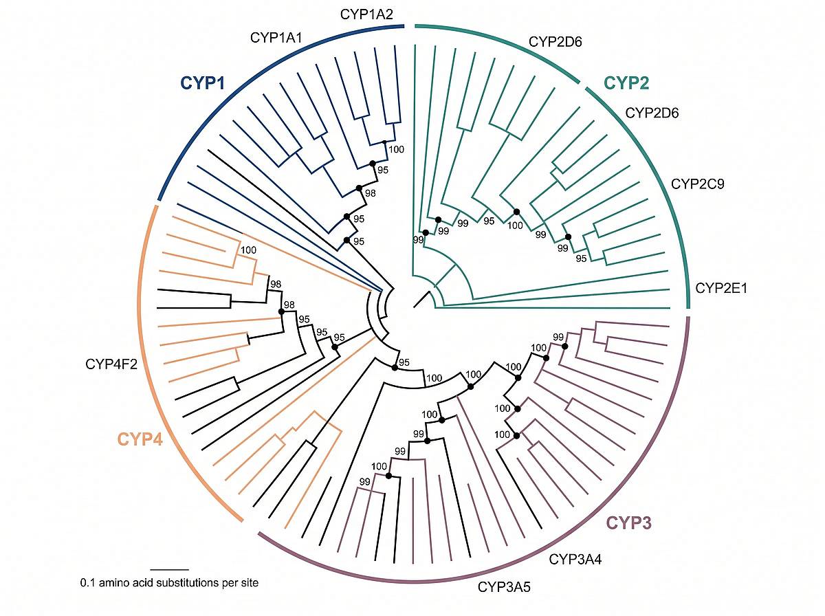 Cytochrome P450 protein superfamily phylogenetic tree in circular layout