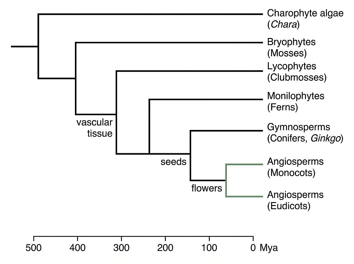 Land plant evolution phylogenetic tree from charophytes to angiosperms