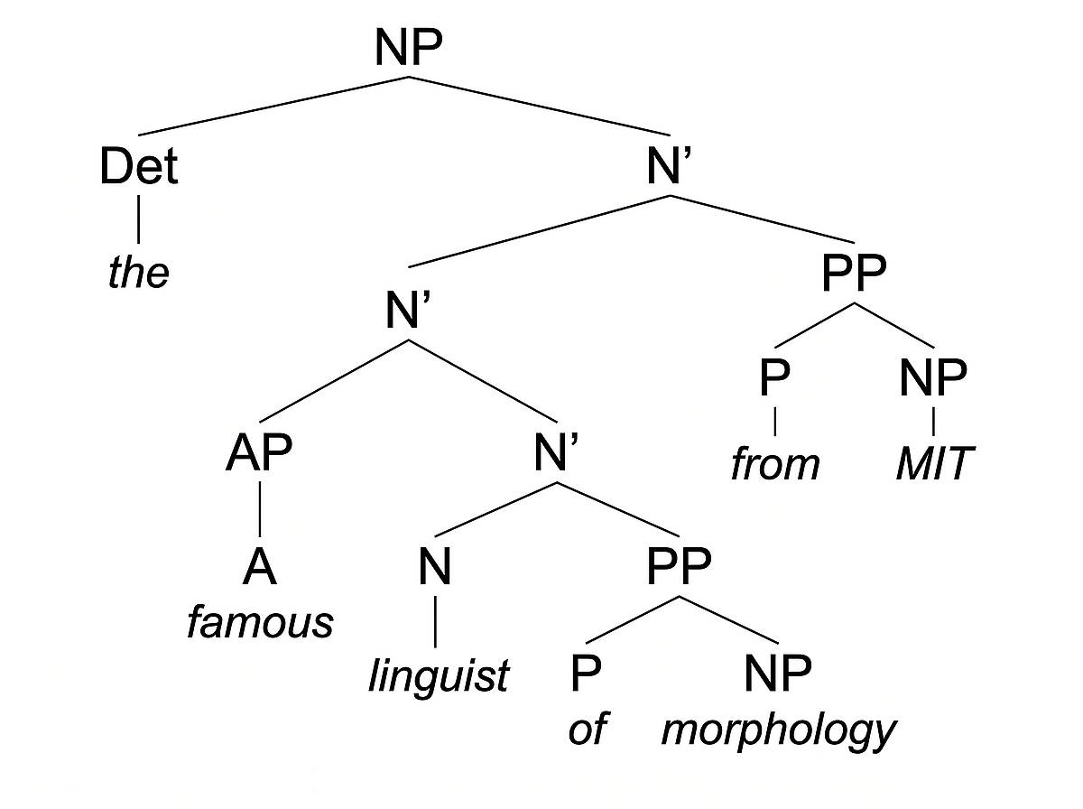 X-bar theory NP tree with specifier, head, complement, and adjunct